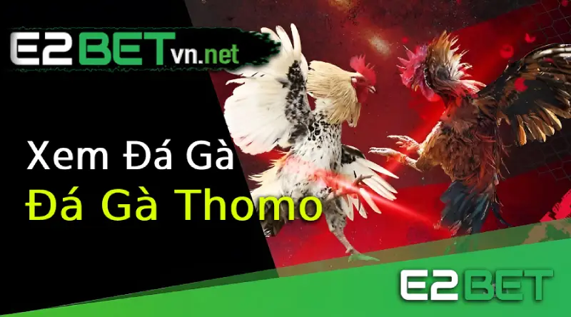 Sảnh đá gà thomo - e2betvn.net